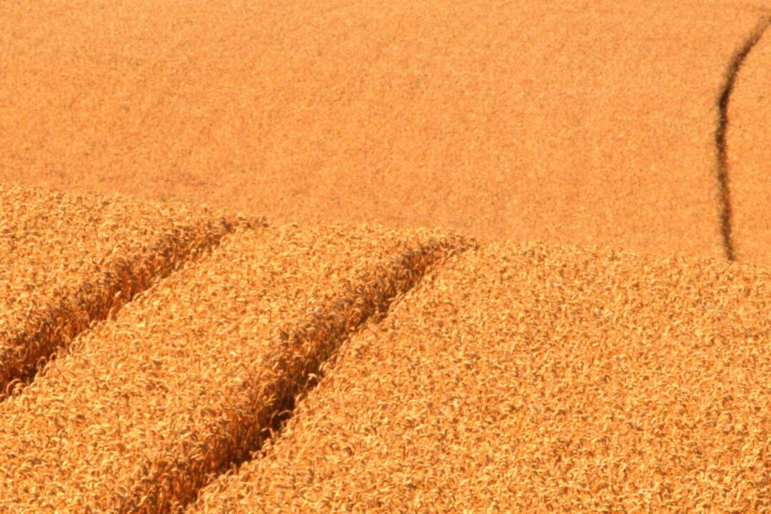 Digitalising agriculture and public service – National EUSDR Hearing in Hungary