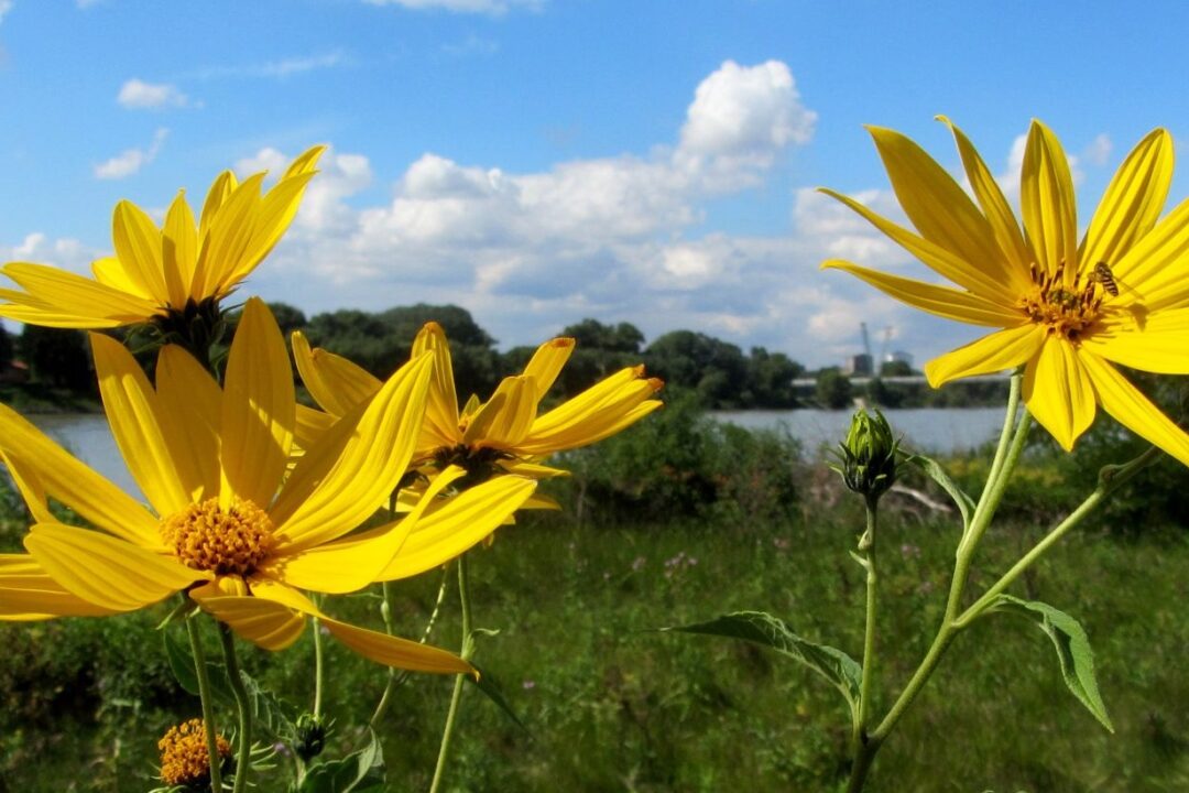 Funding for Institutional Capacity Building – Check out our new Funding Section