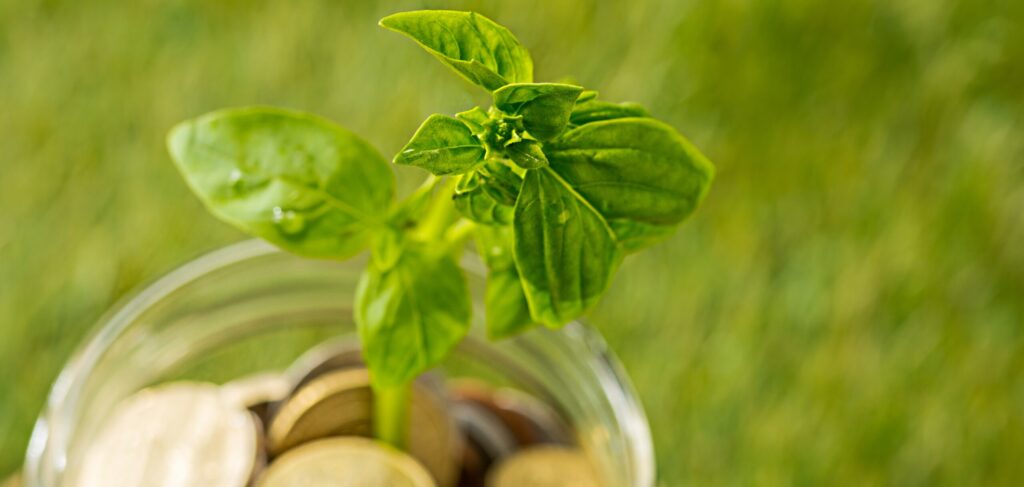 Plant growing in coins glass jar for money against green grass