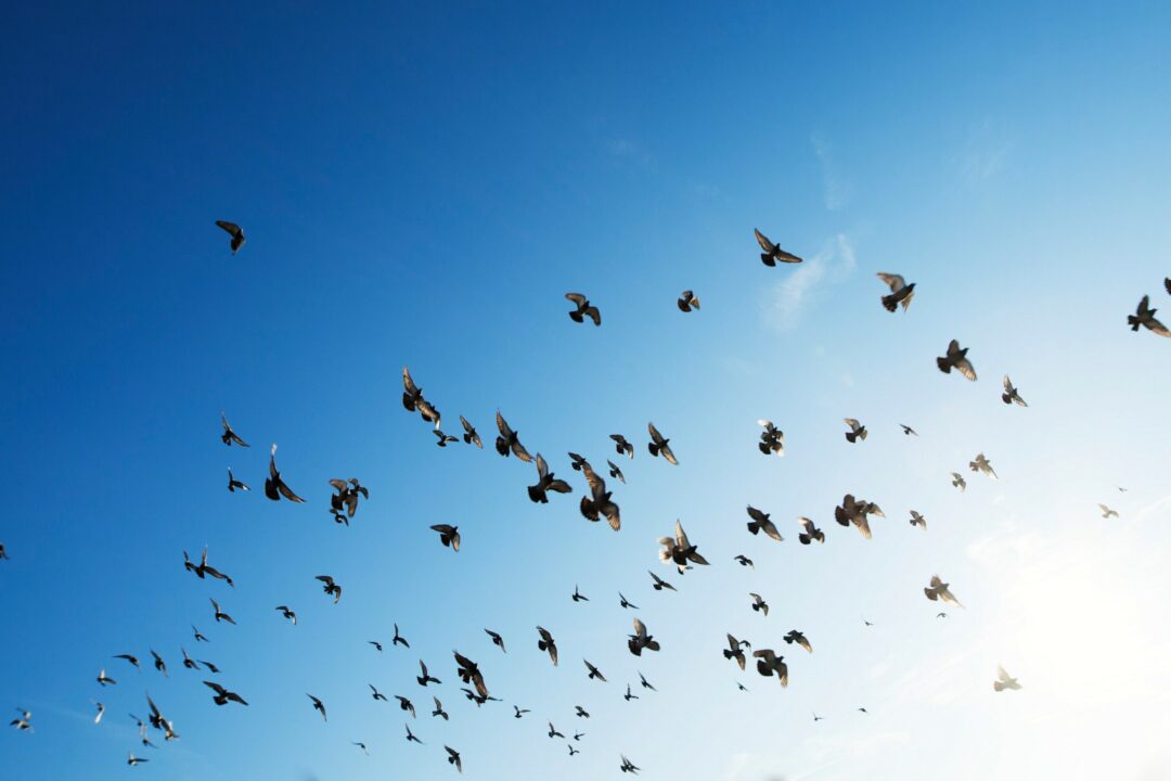 Messages for the Future: 10th Danube Participation Day