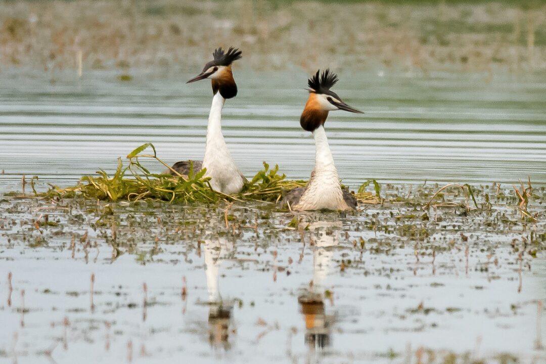 Open Call! Interreg Next HU-SK-RO-UA