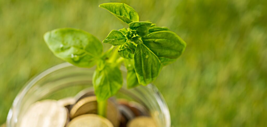 Plant growing in coins glass jar for money against green grass